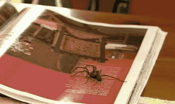 gif of the brush catcher scooping up a spider and gently releasing outside