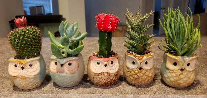 five of the small owl-shaped planters holding succulents