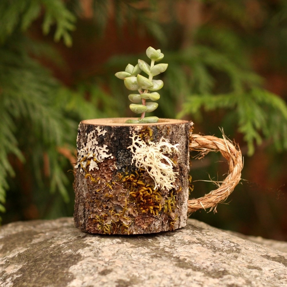 coffee mug shaped succulent planter