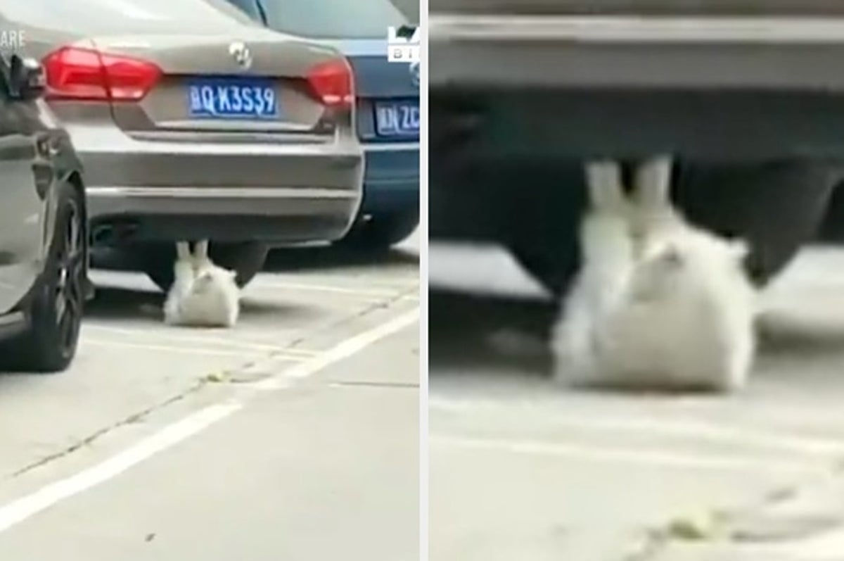 Why is this cat doing sit ups underneath a car? : r/funny