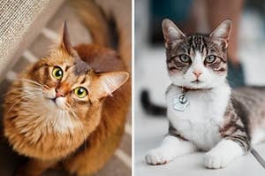 Only A True Cat Lover Will Get 100% In This Quiz
