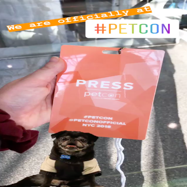 Pet Influencers Showed Me How To Make My Dog Instagram Famous