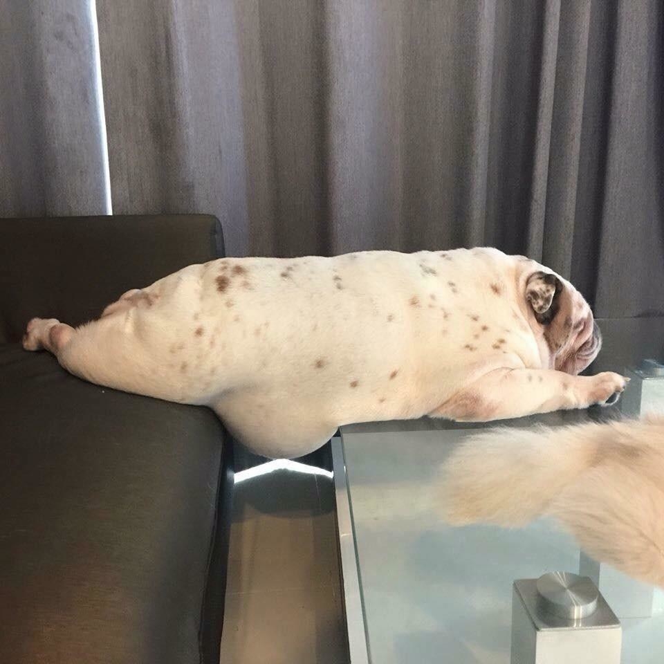 a bulldog that looks like a burrito