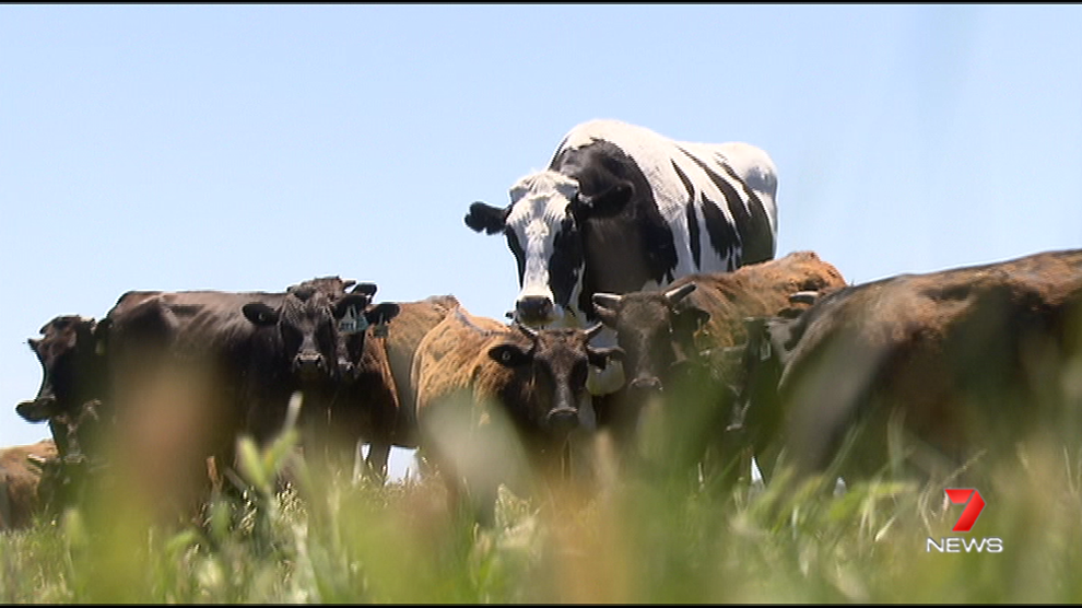Here's The Height Of The Smaller Cows Next To Huge Australian Steer