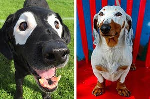13 Dogs With Vitiligo Who Will Warm Your Cold, Unloving Heart