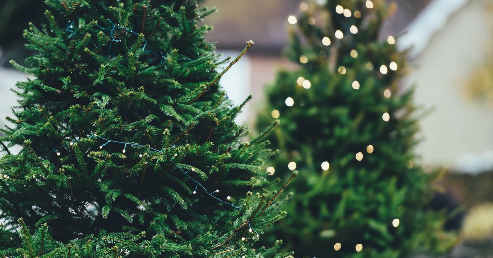 Are Real Or Fake Christmas Trees Better For The Environment?