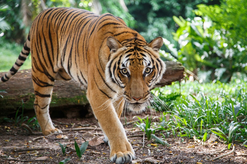 トラのジャンプ力がマイケル ジョーダン並みと私の中で話題