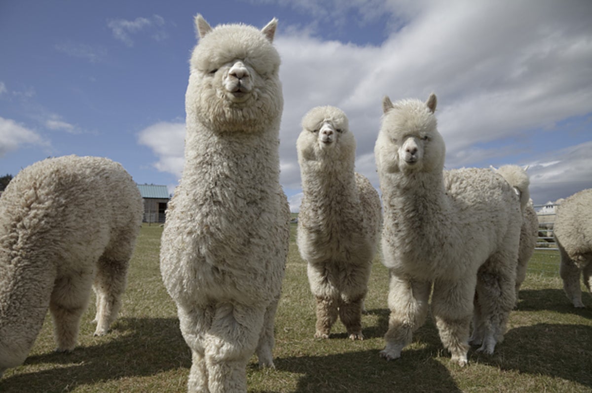 何食わぬ様子でタクシーに乗り込むアルパカがネットで話題に 何食わぬ様子でタクシーに乗り込むアルパカがネットで話題に