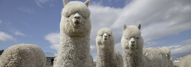 何食わぬ様子でタクシーに乗り込むアルパカがネットで話題に 何食わぬ様子でタクシーに乗り込むアルパカがネットで話題に