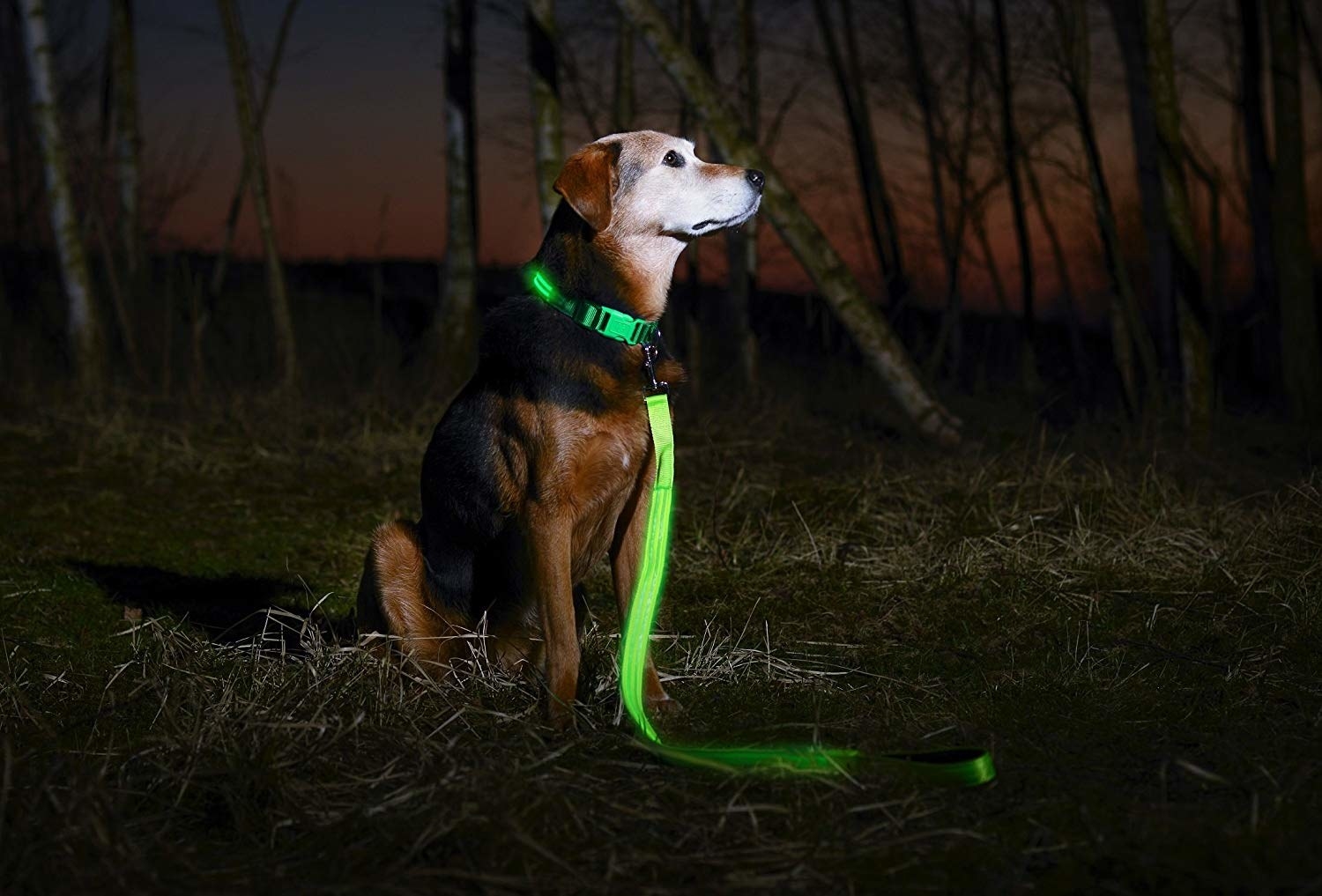 LED dog leash 