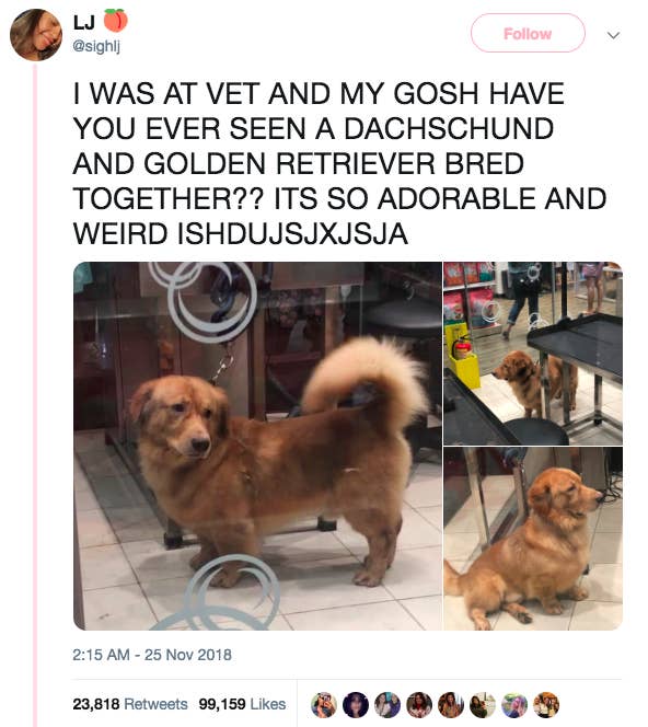 Cute Animal Tweets You Can T Look At Without Smiling