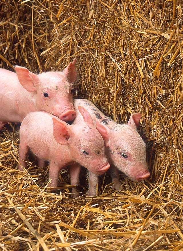 Su significado literal es cerdo, pero además de decirles así a estos animales, también la usamos para decirle así al animal de tu amigo que solo se la pasa comiendo. Ejemplo: ya deja de comer, cochi.