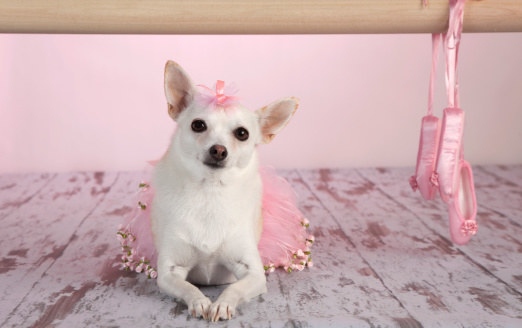 —Always stretching—Loves a good pedicure—Can pull off a tight-knit bun—Responds to commands in French