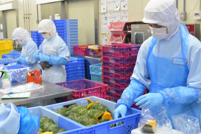 (写真:工場で働く技能実習生)政府は、「特定技能1号」の資格を申請する人の半分程度は、技能実習生から身分を切り替えてくると考えている。技能実習は、日本の技術を途上国に移転するために日本で働き、学んでもらうという趣旨の制度だ。しかし、実際には安い外国人労働者を確保するための方策となっているのが現実だ。技能実習は、入国1年目の技能実習1号、2~3年目の2号、4~5年目の3号の3区分がある。入管法改正案は、技能実習2号の修了者は特定技能1号取得に必要な試験を免除する、としている。来日から3年間を「実習生」の身分で働くと、4年目からは「特定技能1号」の在留資格に切り替え、さらに最長5年間働く「労働者」になる、という仕組みだ。実習生制度が「特定技能1号」資格への入り口となれば、「途上国に技能を伝える」という建前が、さらにあやふやになる。一方、「特定技能2号」が認められる予定の建設と造船の分野で働く外国人は、実習生と特定技能1号の資格で8年働き、その後は特定2号に切り替えることで、計13年経てば永住権申請の資格が生まれることになる。ただ政府内には、技能実習生出身者が特定技能2号に切り替えるには、一度帰国することを求めるという考え方も出ている。