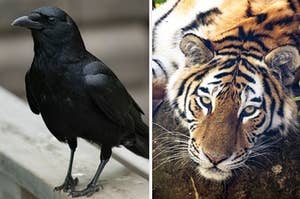 What Personality Traits Do You Associate With These Animals?
