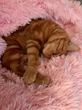 A reviewer's cat napping on their pink blanket