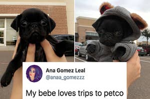 17 Doggo Posts From This Week That Pleased Me Greatly