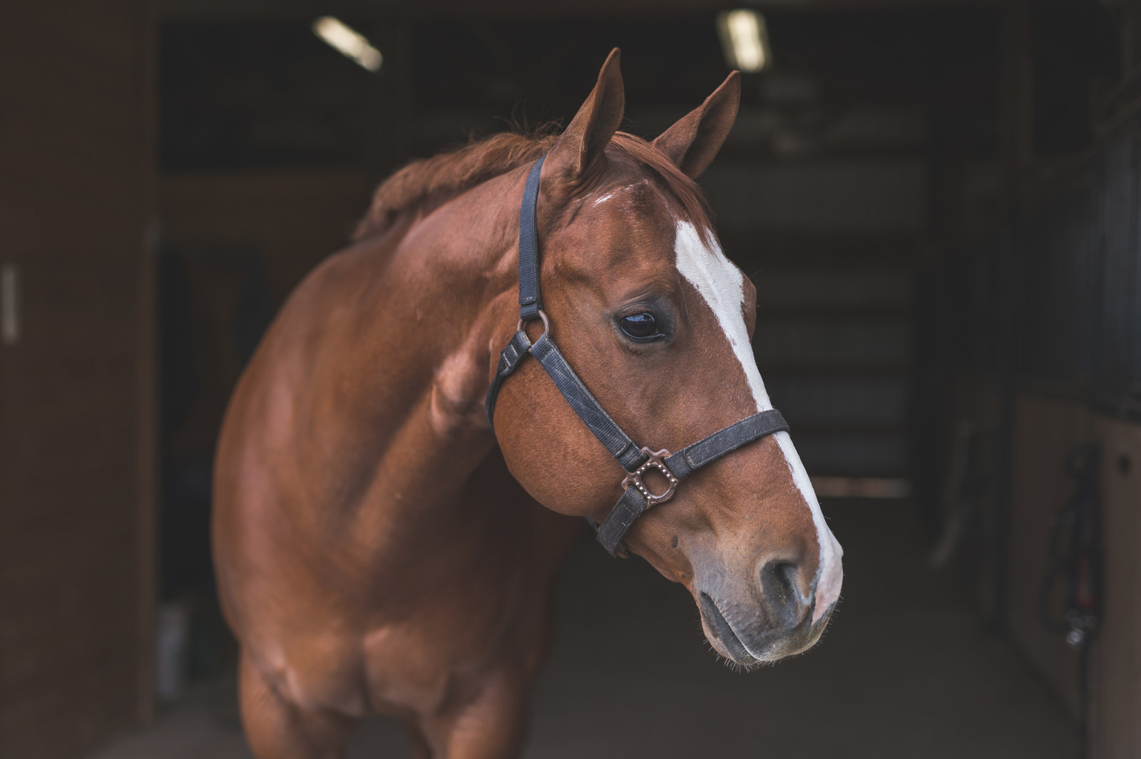 競馬の知られざる一面 馬にかかる負担がオーストラリアで明らかに