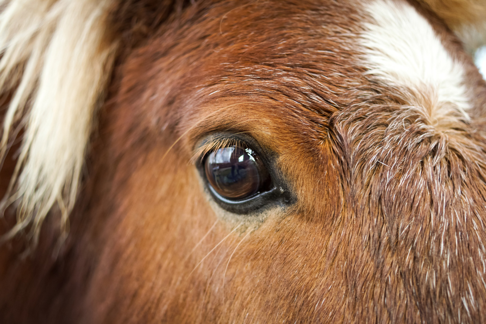 競馬の知られざる一面 馬にかかる負担がオーストラリアで明らかに