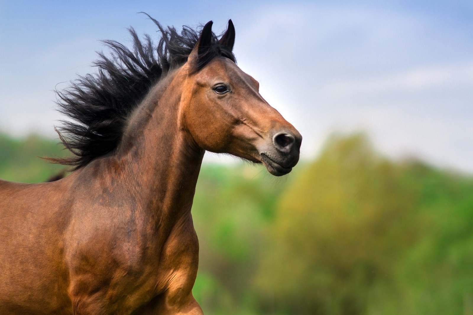 競馬の知られざる一面 馬にかかる負担がオーストラリアで明らかに