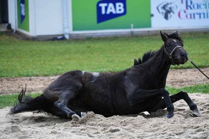 レース中に負傷した馬 その場で安楽死処分に