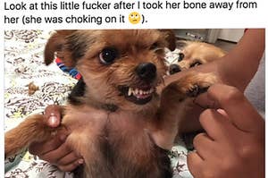 24 Dog Tweets That'll Bring Five Minutes Of Joy Into Your Life