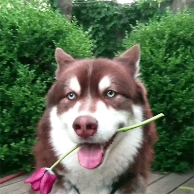 anigif_enhanced-1126-1541601081-1.gif