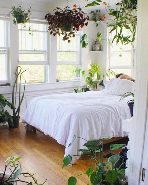 11 plants that might help you get a better night's sleep