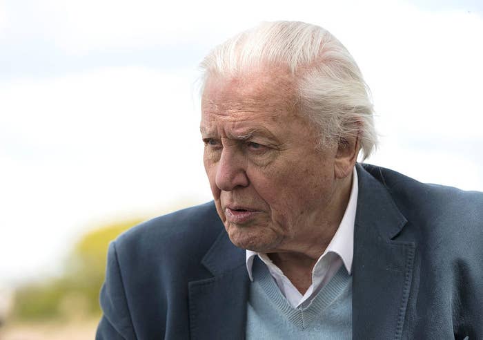 Sir David Attenborough Will Present A Huge Netflix Original Nature Series