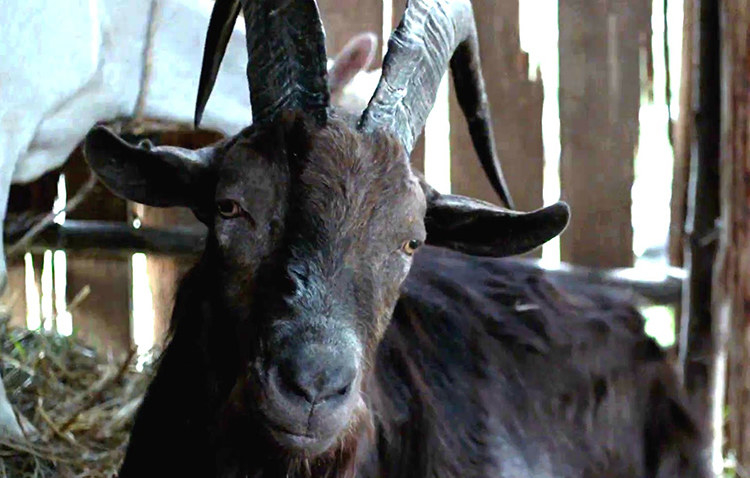 "Tive um vizinho com manias exóticas de criar animais de fazenda numa área urbana. Como ele morava numa casa cuja esquina dava para uma passagem de gente (tinha uma escola perto e era a passagem que divide uma quadra da outra), ele aproveitava o gramado para criar esses bichos. Ele teve galinhas, uma ovelha e por fim teve um bode. Quando o bode tava começando a ficar adulto e os chifres nascendo, ele gostava de chifrar as pessoas (a maioria idosos e crianças), o povo tinha até medo de passar por ali". – Ramilla Rodrigues
