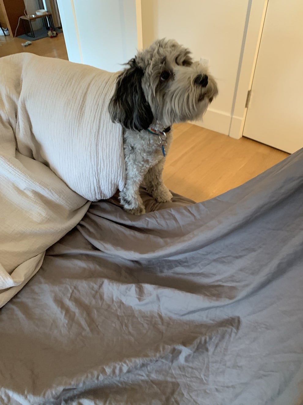 13 Steps On How To Make Your Bed When A Dog's On It