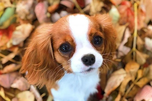 17 Cavalier King Charles Spaniels To Follow On Instagram
