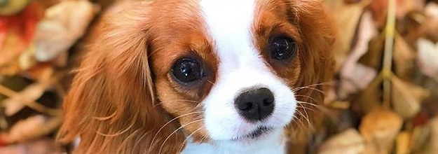 17 Cavalier King Charles Spaniels To Follow On Instagram