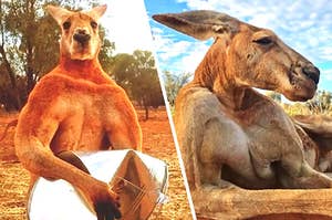 That Huge-Ass Kangaroo, Famed For Crushing Buckets, Has Died