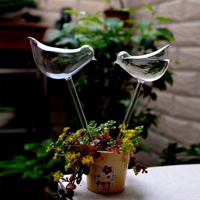 glass bird-looking bulbs filled with water inserted into a container plant