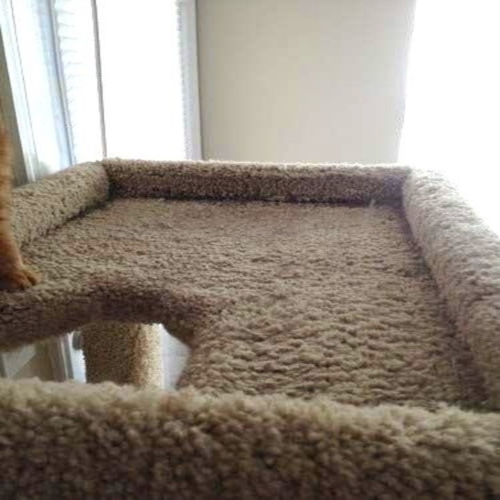 This Powerful Handheld Pet-Hair Vacuum Is Simply Life-Changing