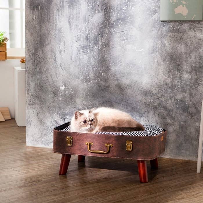 Cat Presents To Buy On Ebay