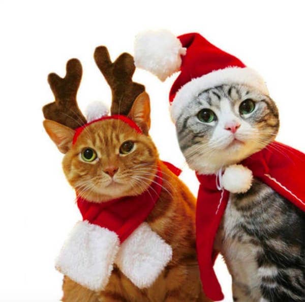Cat Presents To Buy On Ebay