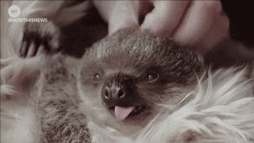 The Neurological Reason You Want To Squeeze Or Crush Cute Animals Has Just Been Shown For The First Time