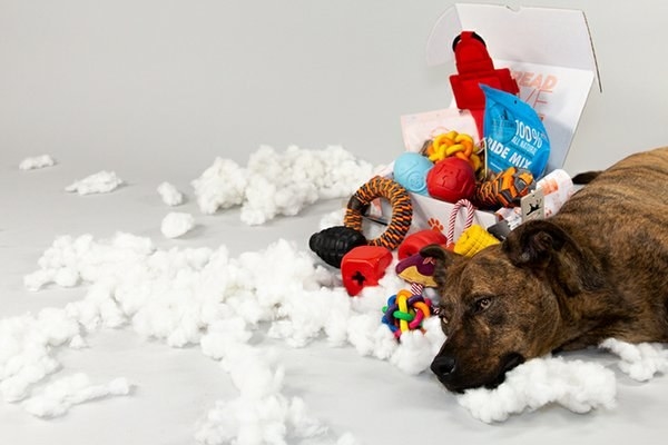 What you get: A box filled with two toys, two (or more!) nutritious treats, one chew, and a host of add-on products (in the past this has included grooming wipes, poop bags, fashion accessories, and more. Speaking of fashion, you can also opt for the "ShaggyStyle" subscription, which signs you up for one outfit, treat, and toy.Get it from Cratejoy for $25+/month.