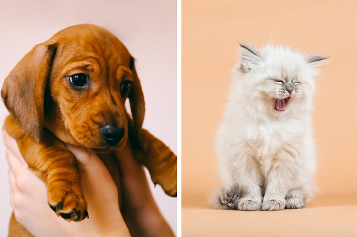 The Neurological Reason You Want To Squeeze Or Crush Cute Animals ...