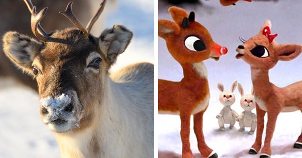 How Much Do You Actually Know About Reindeer?
