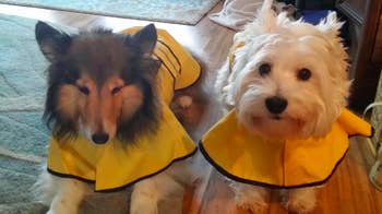 two dogs in matching yellow raincoats
