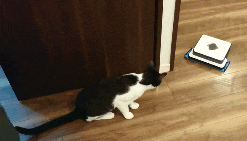 静かなので、飼い猫もそれほど驚きません。