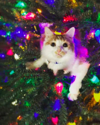 The Best Cat Posts Of The Week