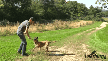 A gif of someone using the scoop-like stick to fling a ball for a dog to chase