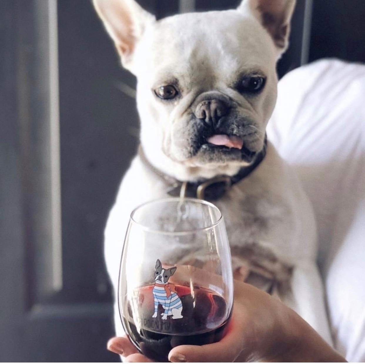 a dog looking at the wine glass of another dog