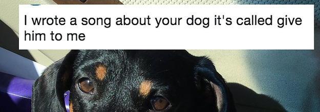 Twitter can't handle this dog's friendship with a brick