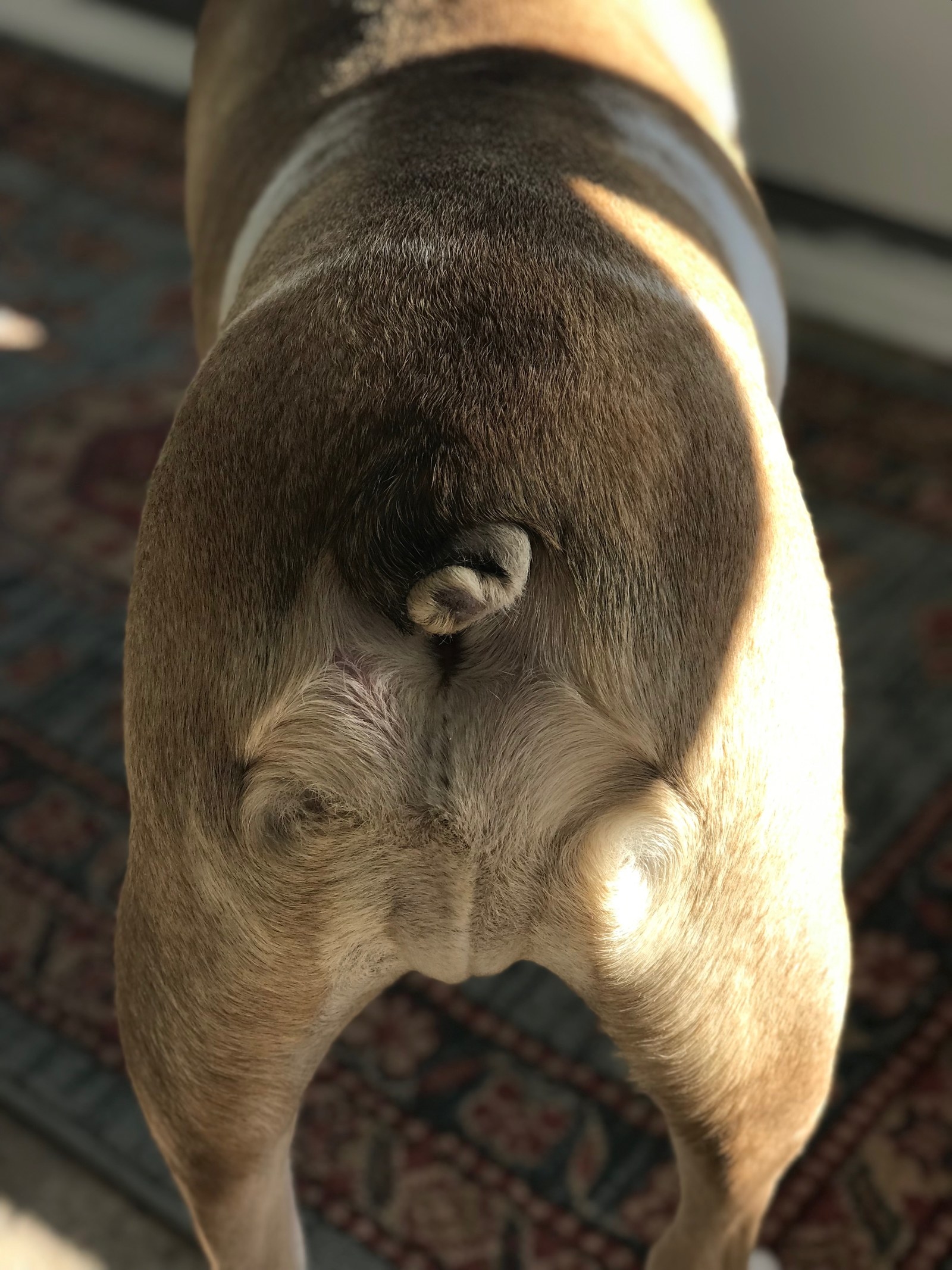 What Does My Dog's Butt Look Like?