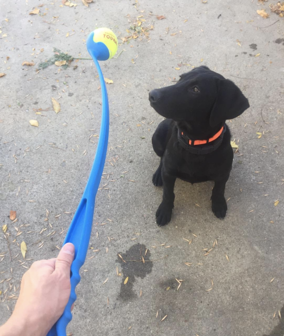 A reviewer photo of a hand holding the ball launcher loaded with a ball and a black dog looking at it 